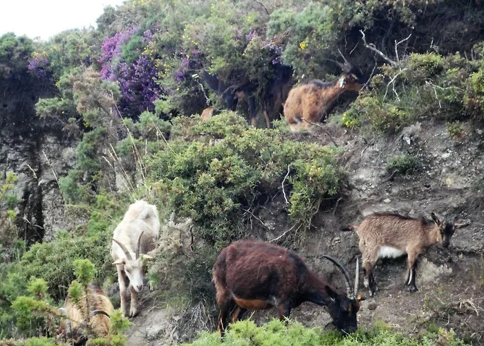 Casa Da Macheta * 卡斯特罗拉沃雷罗
